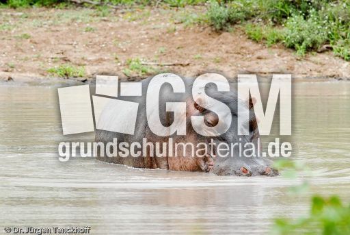 Flusspferd (92 von 104).jpg